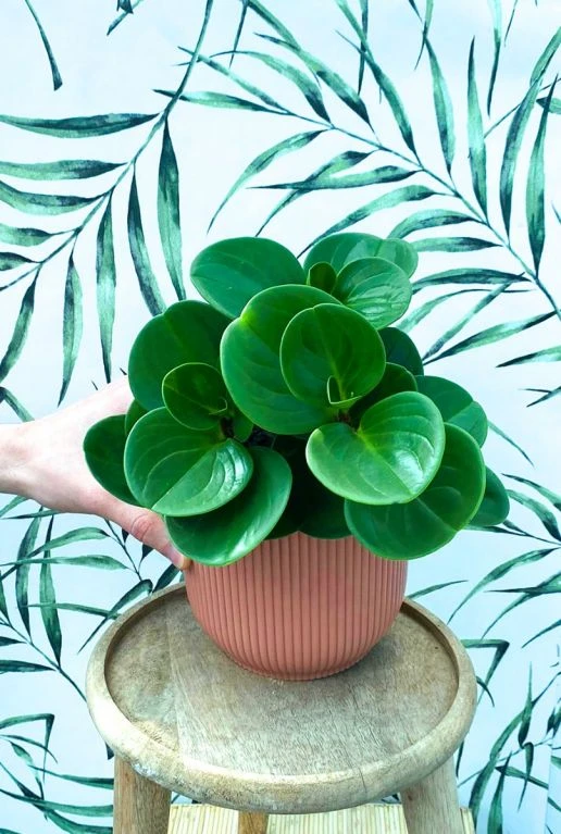 Peperomia Obtusifolia - Krokodillentranen 4 Peperomia Obtusifolia - Krokodillentranen - Afbeelding 2