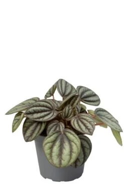 Peperomia Albovittata Piccolo Banda - Stekje