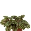 Peperomia Piccolo Banda - Krokodillentranen -Planten Series peperomia piccolo banda planten