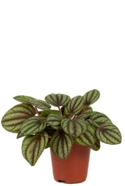Peperomia Piccolo Banda - Krokodillentranen