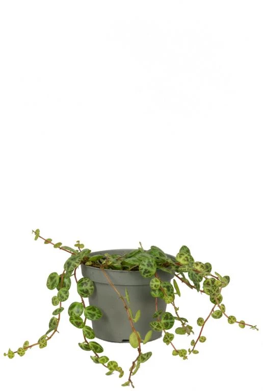 Peperomia Prostrata - Stekje 3 Peperomia Prostrata - Stekje