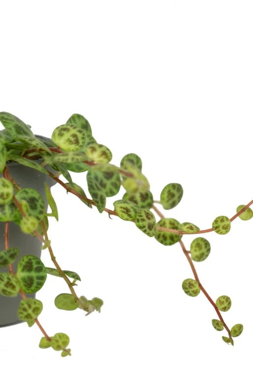 Peperomia Prostrata - Stekje 5 Peperomia Prostrata - Stekje - Afbeelding 3