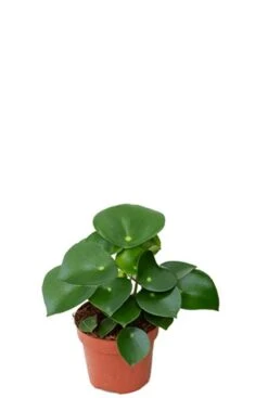 Peperomia Rain Drop - Krokodillentranen