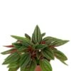 Peperomia Rosso - Krokodillentranen 1 Peperomia Rosso - Krokodillentranen -Planten Series peperomia rosso plant