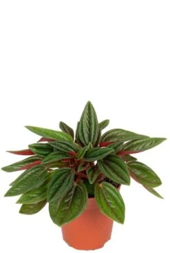 Peperomia Rosso - Krokodillentranen