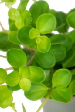 Peperomia Rotundifolia Var. Pilosior - Stekje -Planten Series peperomia rotundifolia blad