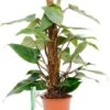 Philodendron Red Emerald -Planten Series philodendron red emerald dpred80