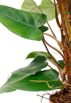 Philodendron Red Emerald -Planten Series philodendron red emerald dpred80 2