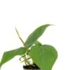 Philodendron Scandens - Stekje -Planten Series philodendron scandens stekje