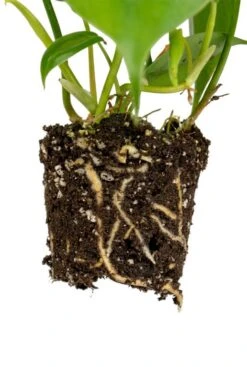 Philodendron Scandens - Stekje -Planten Series philodendron scandens wortel