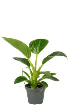 Philodendron White Measure (White Wave) - Stekje