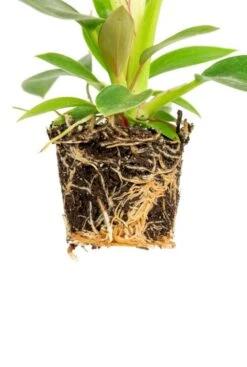 Philodendron White Measure (White Wave) - Stekje 8 Philodendron White Measure (White Wave) - Stekje -Planten Series philodendron white measure wortels