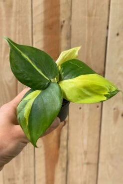 Philodendron Scandens Brasil - Stekje -Planten Series philodendron brasil