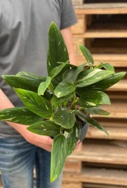 Philodendron Cobra -Planten Series philodendron cobra plant