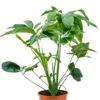 Philodendron Green Wonder -Planten Series philodendron green wonder plant