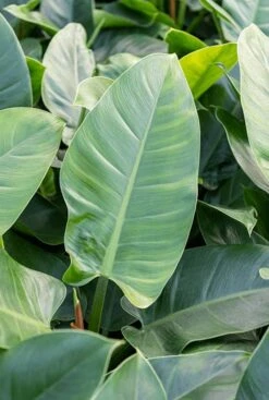 Philodendron In Ronde Pot -Planten Series philodendron imperial green blad 2