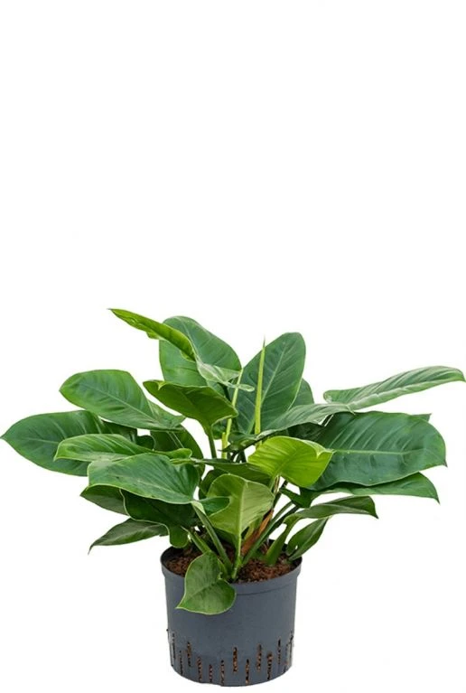 Philodendron Imperial Green 3 Philodendron Imperial Green