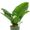 Philodendron Imperial Green In Elho -Planten Series philodendron imperial green in potten 1