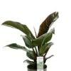 Philodendron Imperial Red -Planten Series philodendron imperial red kamerplant 3
