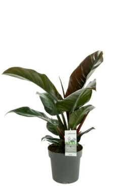Philodendron Imperial Red