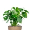 Monstera Plant In Pot - Gatenplant -Planten Series philodendron in bloempot 1