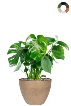 Monstera Plant In Pot - Gatenplant