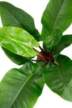 Philodendron Imperial Green In Elho -Planten Series philodendron in elho greenville pot