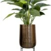 Grote Philodendron In Grote Pot 2 Grote Philodendron In Grote Pot -Planten Series philodendron in grote pot