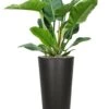 Philodendron In Hoge Pot -Planten Series philodendron in hoge pot