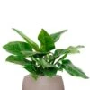 Philodendron In Ronde Pot -Planten Series philodendron in ronde pot