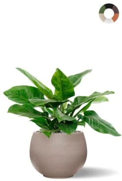 Philodendron In Ronde Pot