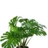 Philodendron Monstera Deliciosa - Gatenplant -Planten Series philodendron monstera deliciosa 1