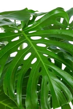 Philodendron Monstera Deliciosa - Gatenplant -Planten Series philodendron monstera deliciosa blad