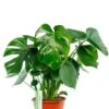 Monstera - Gatenplant 1 Monstera - Gatenplant -Planten Series philodendron monstera gatenplant
