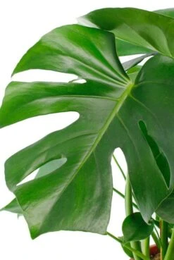 Monstera - Gatenplant -Planten Series philodendron monstera grote bladeren