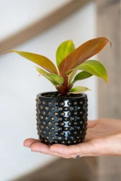 Philodendron Orange (Prince Of Orange) - Stekje -Planten Series philodendron orange