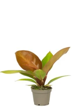 Philodendron Orange (Prince Of Orange) - Stekje