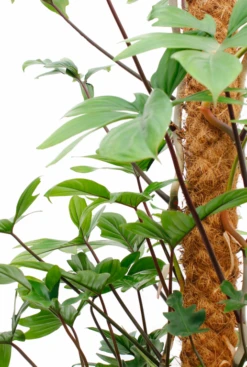 Philodendron Pedatum 9 Philodendron Pedatum -Planten Series philodendron pedatum 2