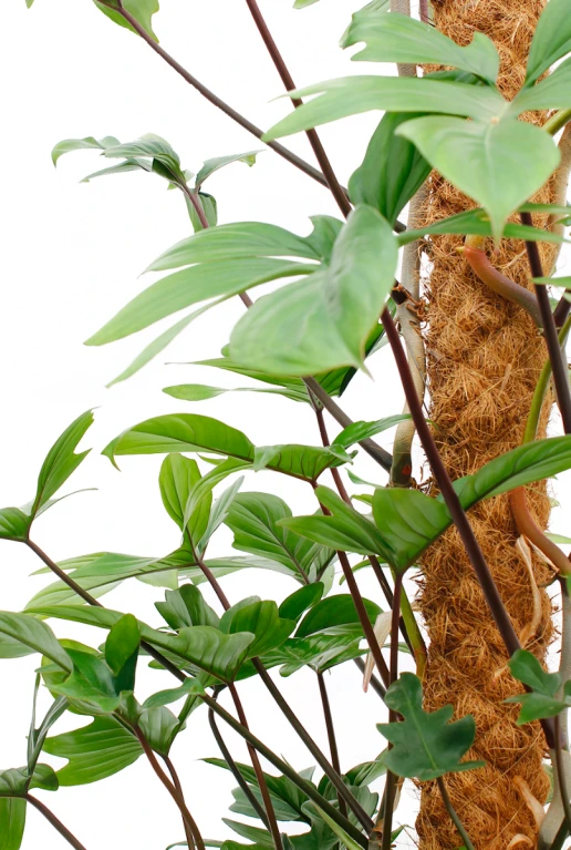 Philodendron Pedatum 5 Philodendron Pedatum - Afbeelding 3