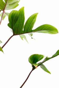 Philodendron Pedatum 10 Philodendron Pedatum -Planten Series philodendron pedatum 3