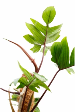 Philodendron Pedatum 11 Philodendron Pedatum -Planten Series philodendron pedatum 4