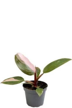 Philodendron Pink Princess - Stekje