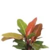 Philodendron Orange (Prince Of Orange) -Planten Series philodendron prince of orange