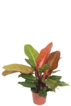 Philodendron Orange (Prince Of Orange)