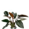 Philodendron Red Beauty -Planten Series philodendron red beauty kamerplant