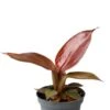 Philodendron Red Sun -Planten Series philodendron red sun