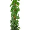 Philodendron Scandens - Heartleaf Philodendron -Planten Series philodendron scandens 4
