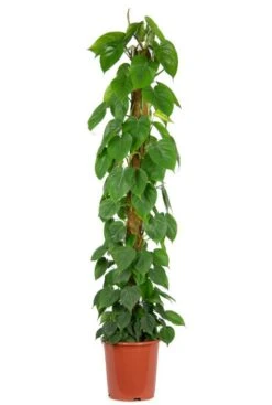 Philodendron Scandens - Heartleaf Philodendron
