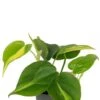 Philodendron Scandens Brasil - Stekje -Planten Series philodendron scandens brasil 3