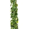 Philodendron Grand Brasil -Planten Series philodendron scandens brasil mosstok
